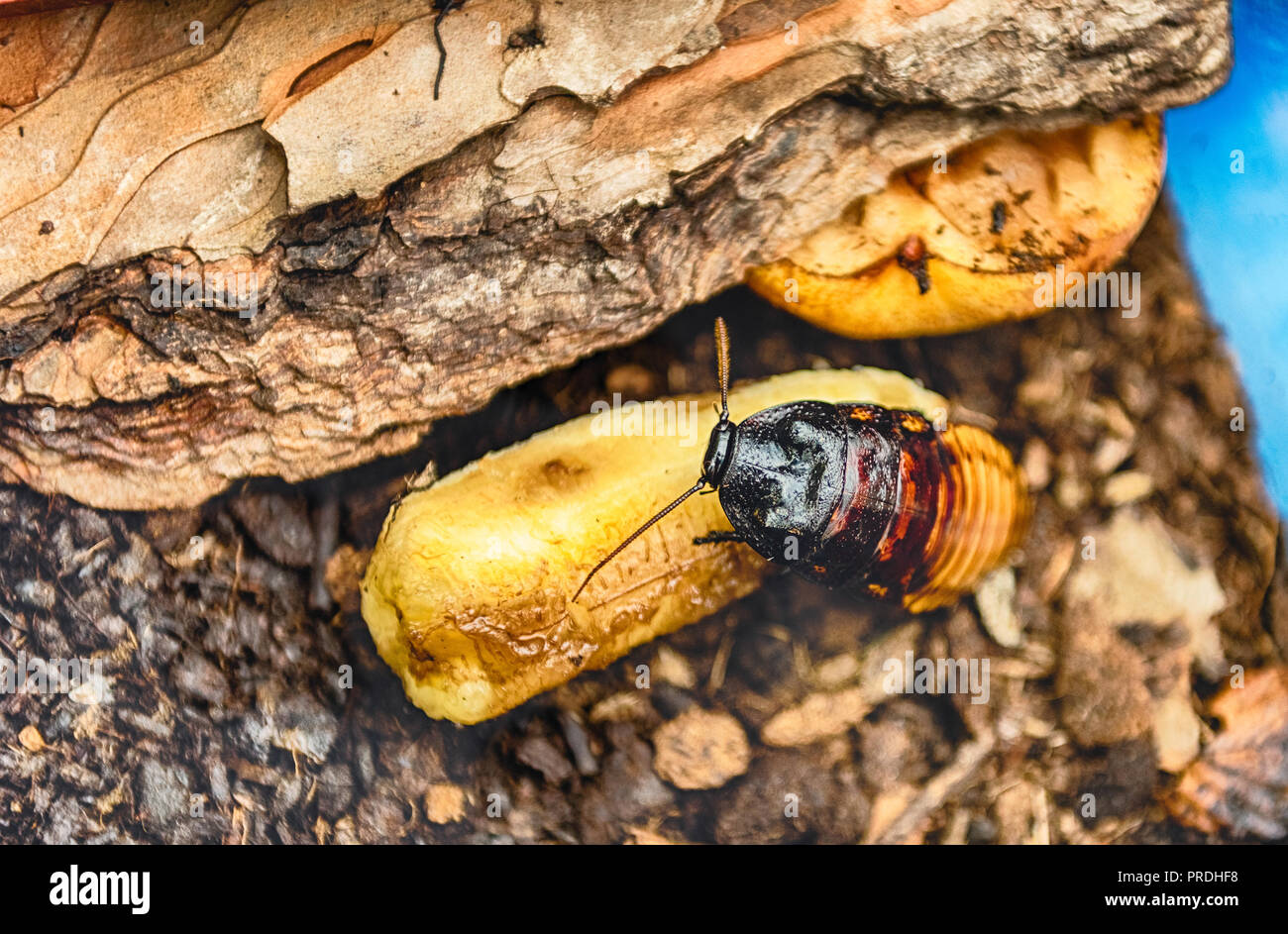 Banana cockroaches hires stock photography and images Alamy