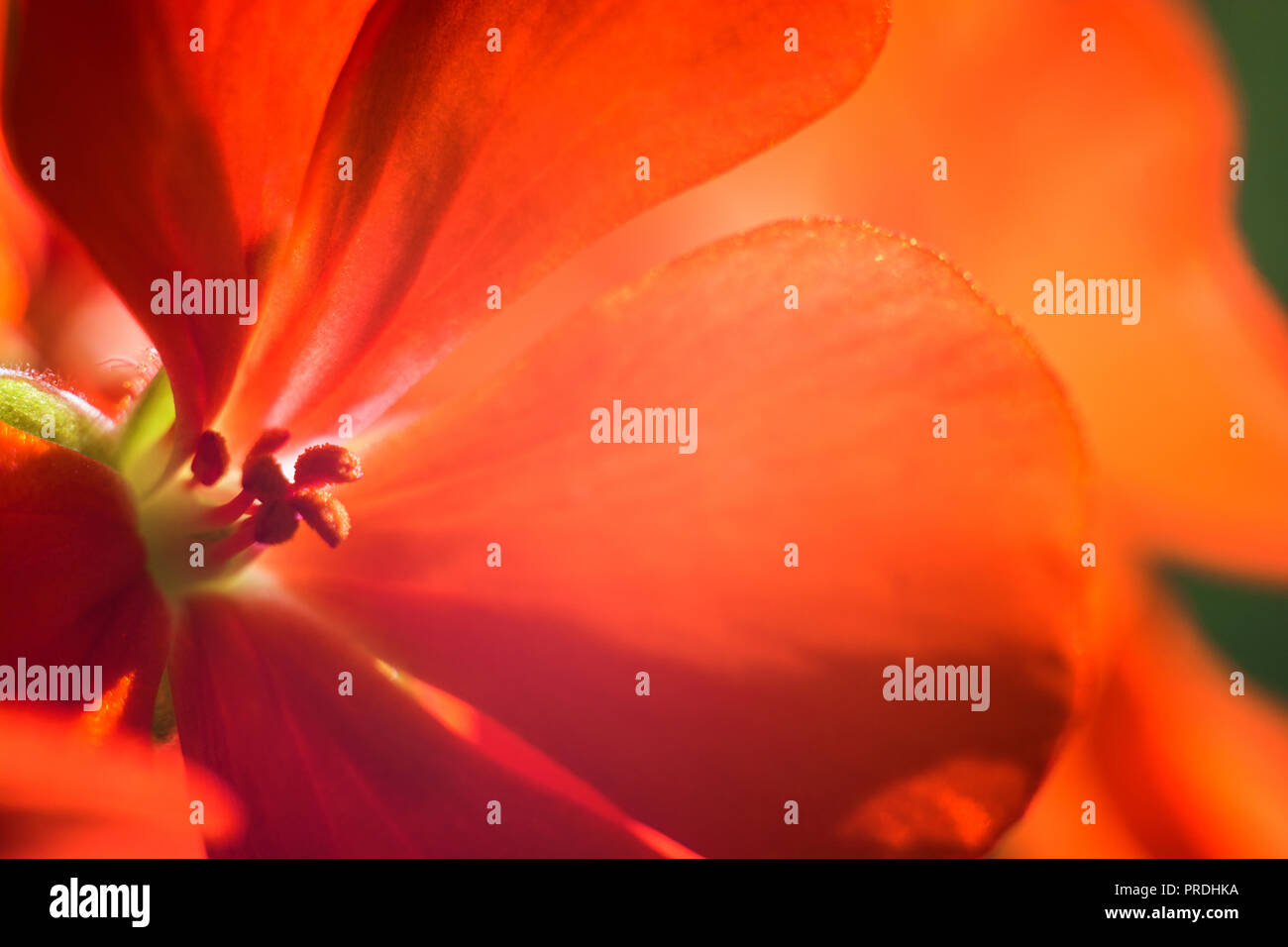 Red flower petals close hi-res stock photography and images - Alamy