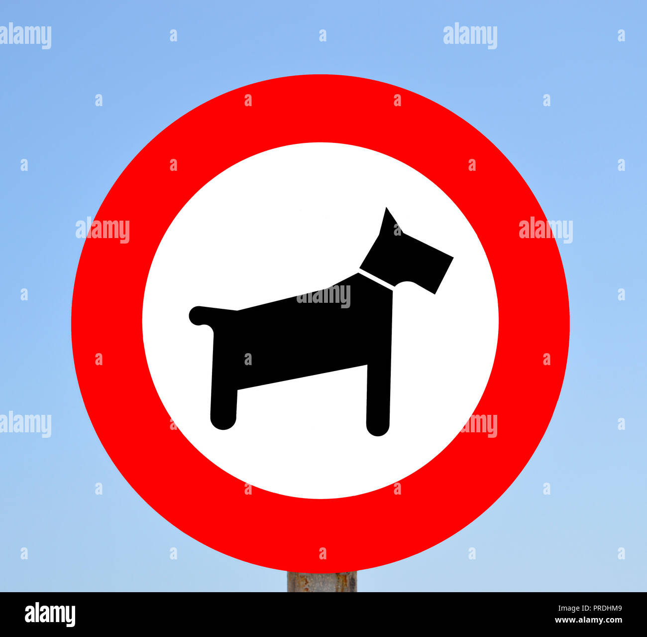 No dog walking allowed in this area order sign Stock Photo