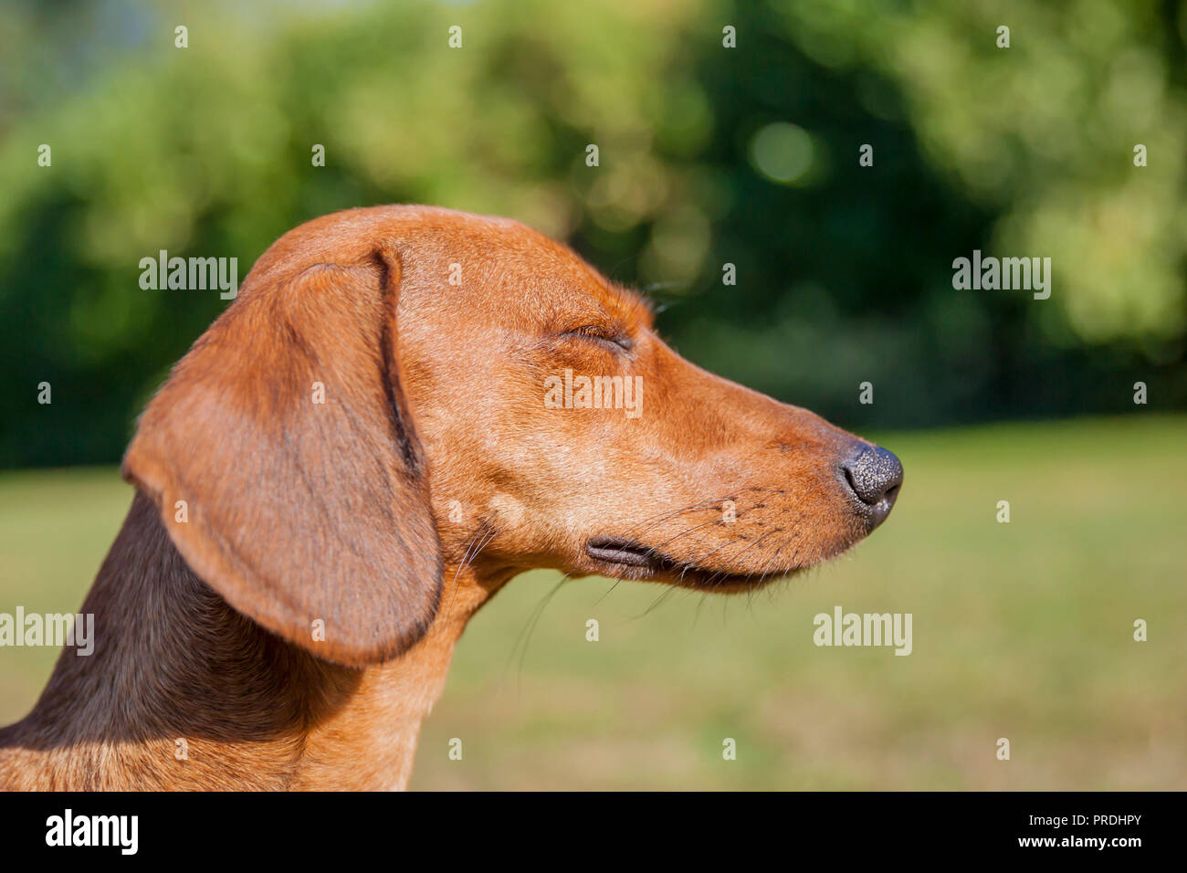 Dog Closing Eyes High Resolution Stock Photography and Images Alamy