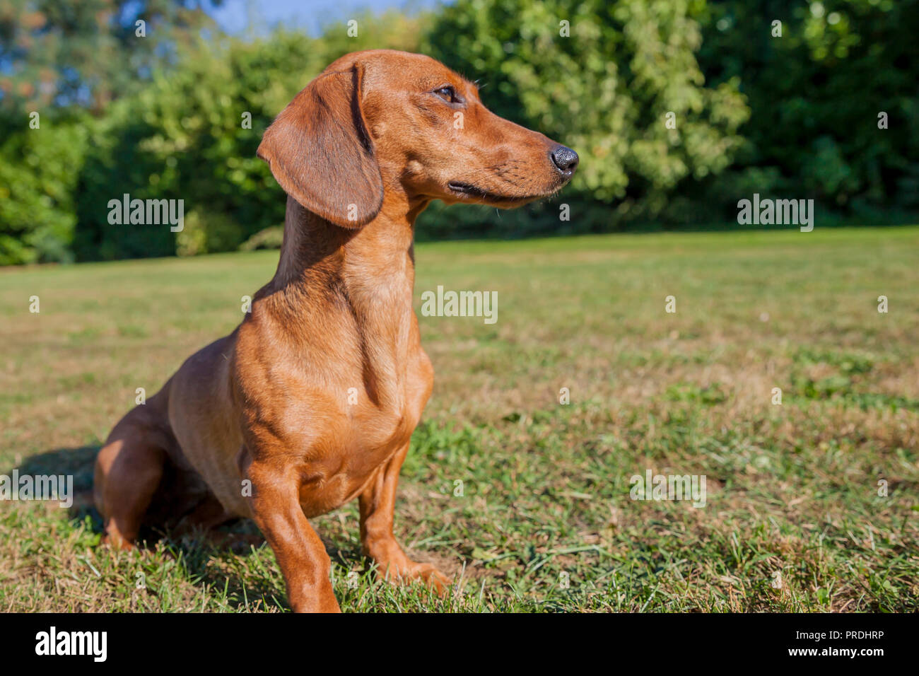 beautiful sausage dog sitting on the grass Stock Photo