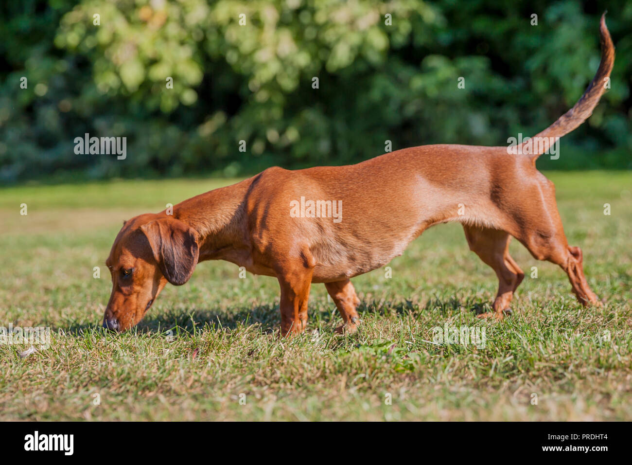 beautiful sausage dog sniffing the grass Stock Photo Alamy
