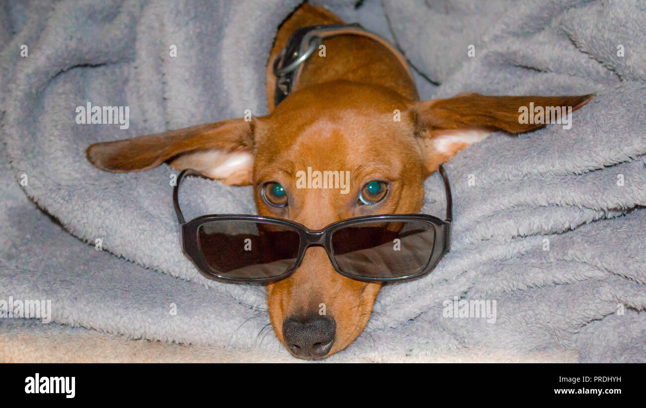 Funny Sausage Dog High Resolution Stock Photography and Images - Alamy