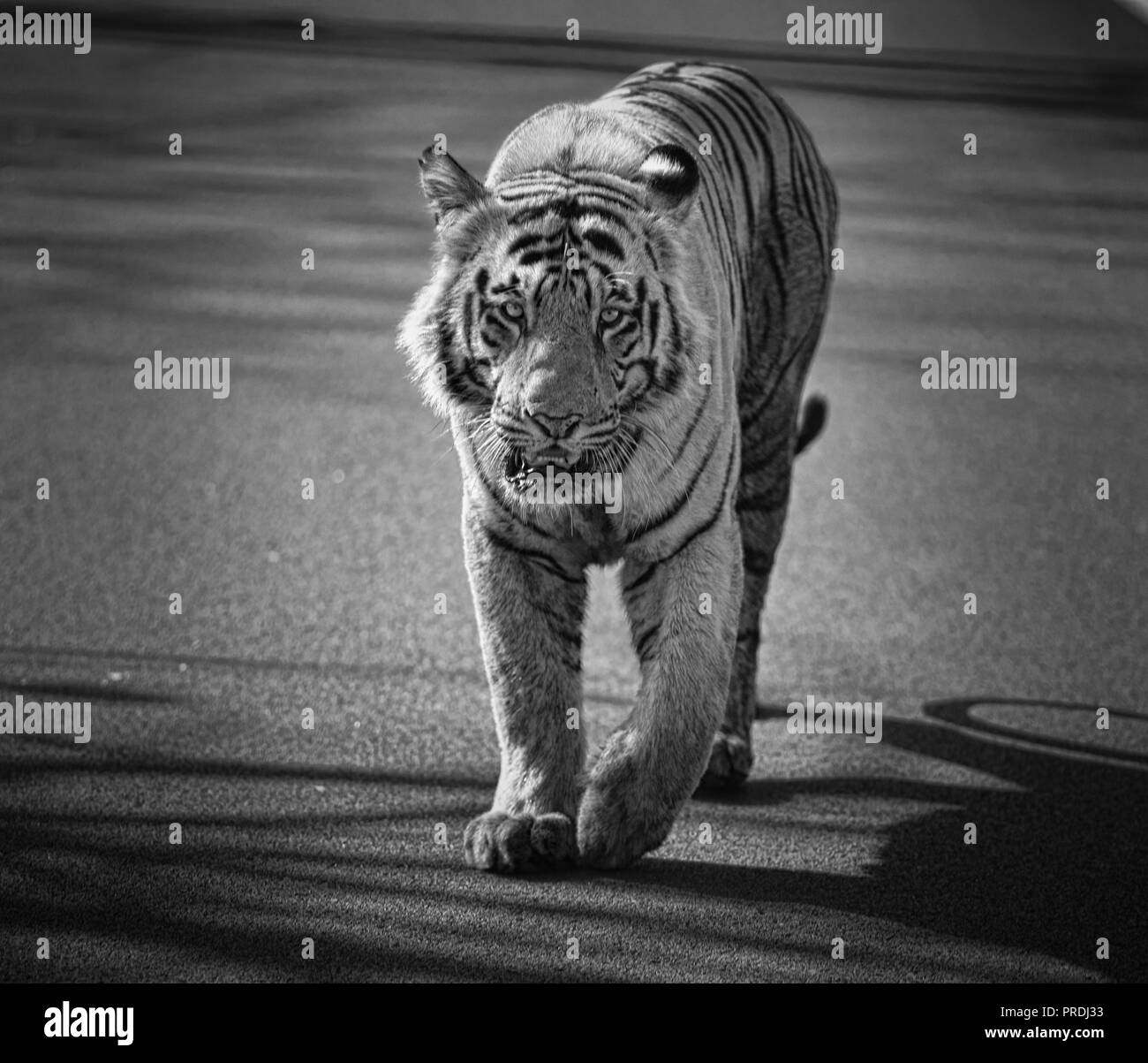 Matkasur (tiger) strolling at Tadoba National park like royalty, India Stock Photo