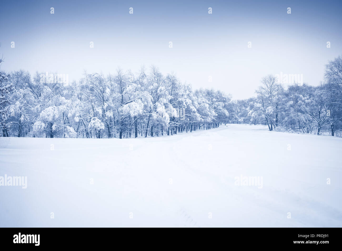 winter Snowing season forest landscape with snowy covered trees  and dramatic sky in blue colors Stock Photo