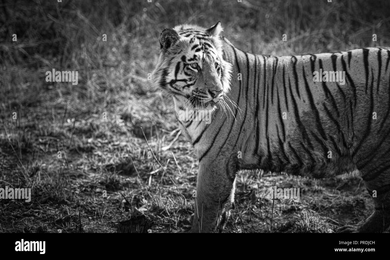 Matkasur (tiger) strolling at Tadoba National park like royalty, India Stock Photo