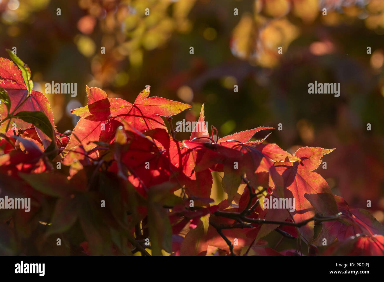 Backlit Acer (Japanese Maple) in Autumn colour. There is a bokeh of colour in the background. Stock Photo