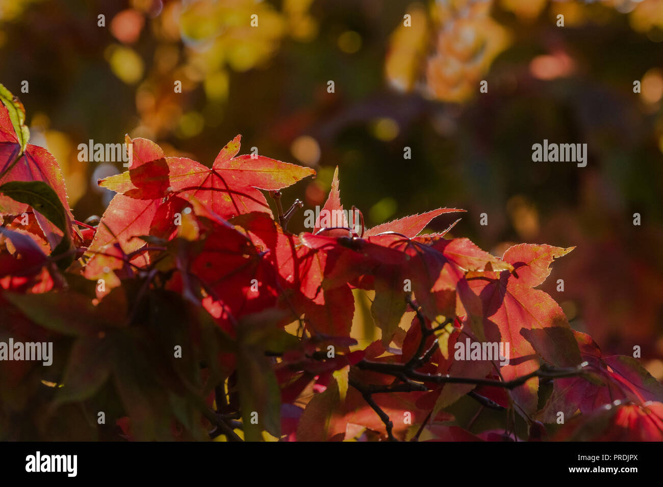 Backlit Acer (Japanese Maple) in Autumn colour. There is a bokeh of colour in the background. Stock Photo