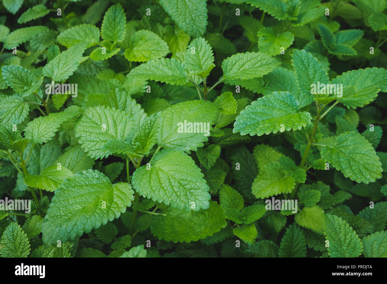 fresh mint plant  - peppermint plant in garden, Stock Photo
