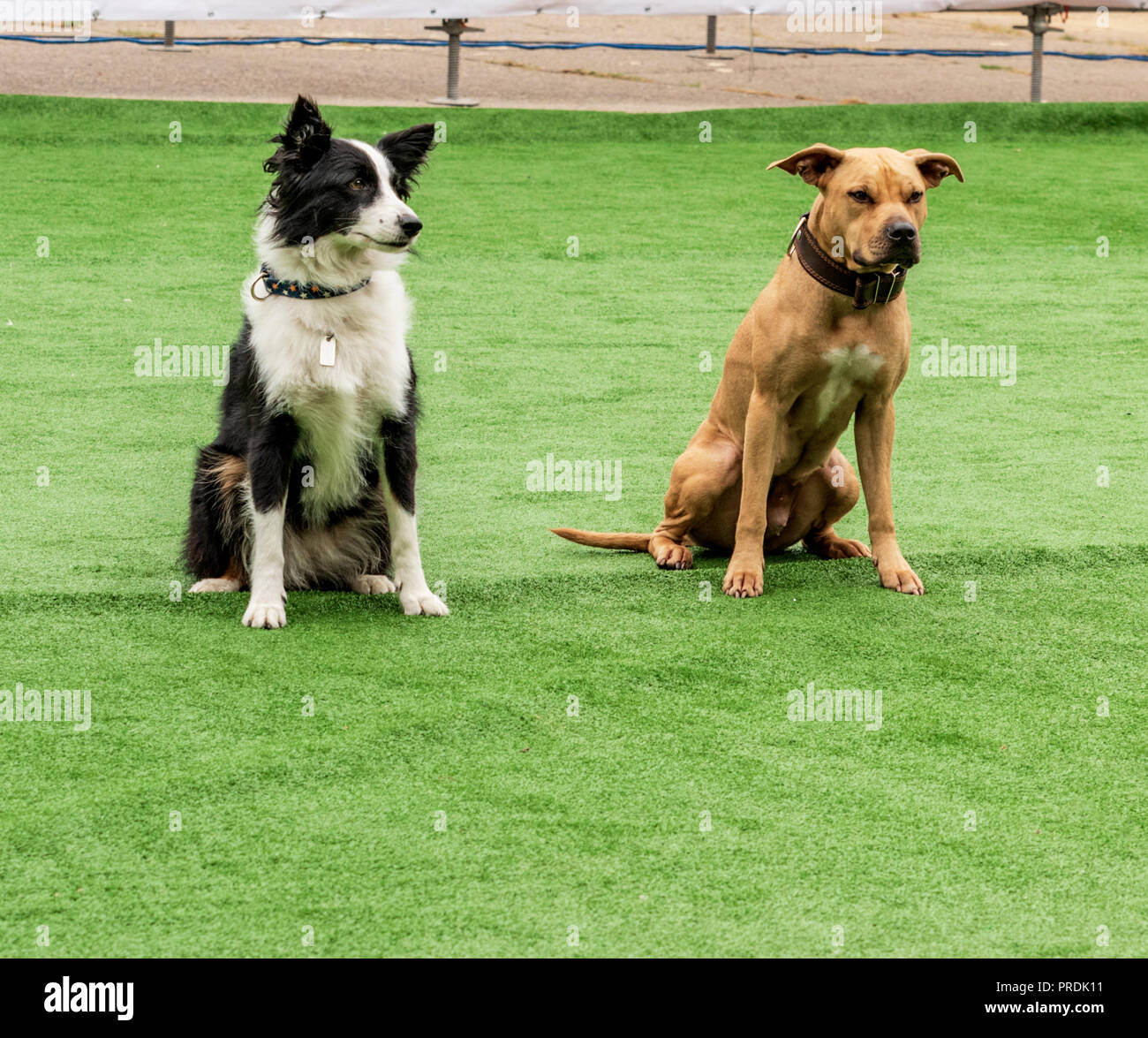 two dogs border collie and American pit bull terrier sit on a green