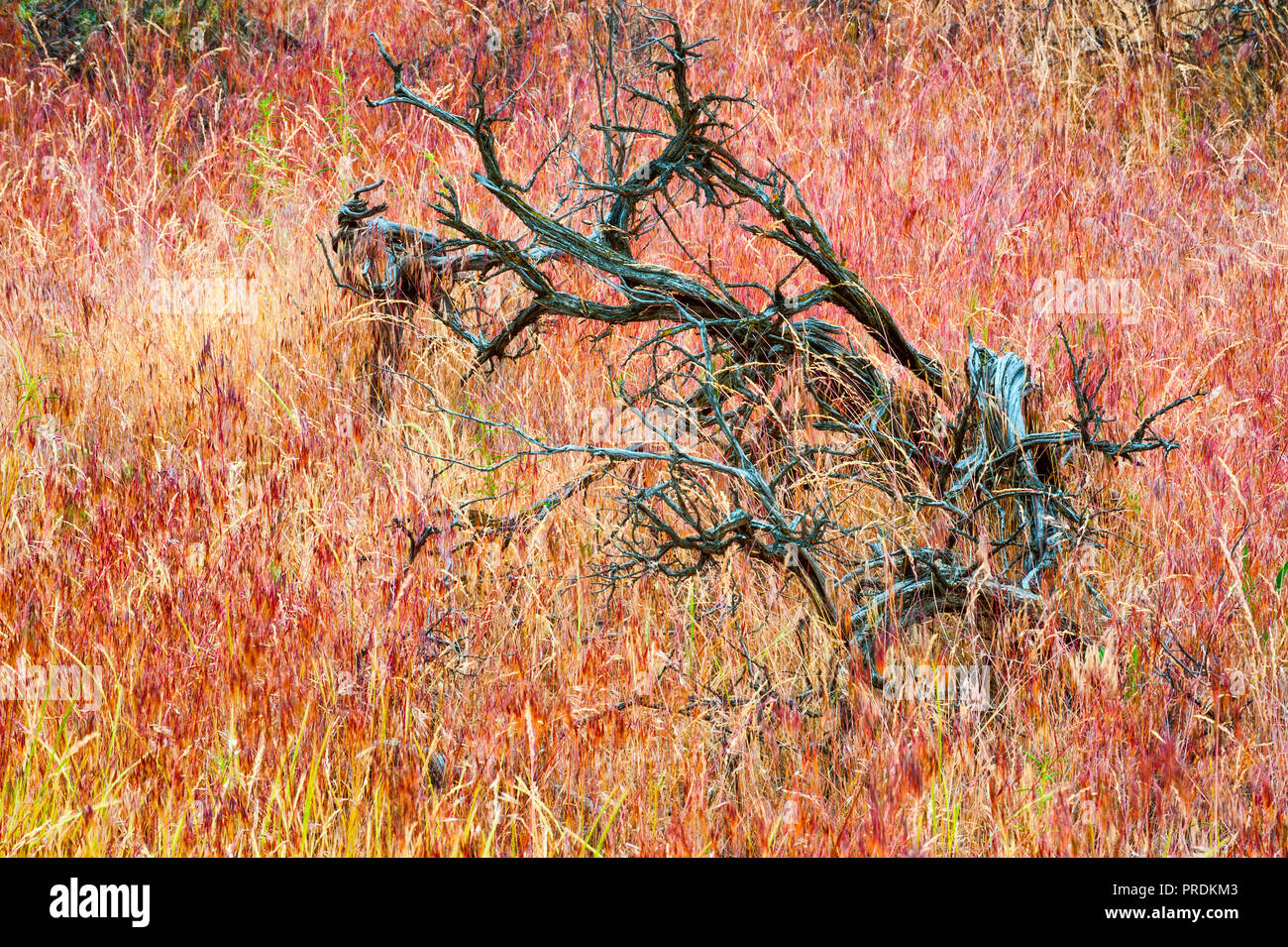 Close up of the natural vegetation one can see in the John Day Fossil Beds National Park in Oregon. Stock Photo