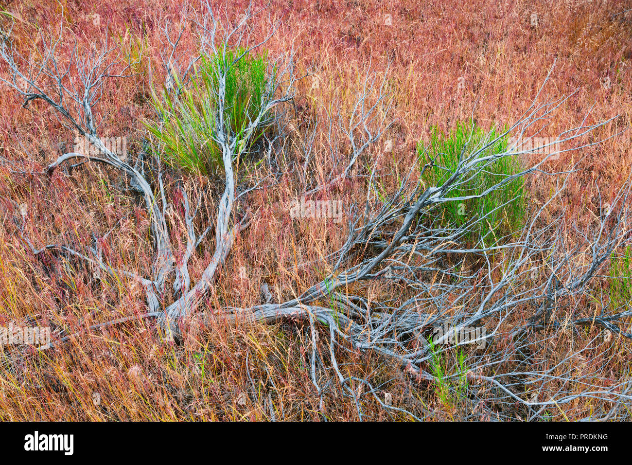 Close up of the natural vegetation one can see in the John Day Fossil Beds National Park in Oregon. Stock Photo