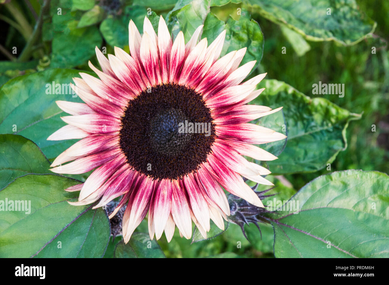 Close up of a large Sunflower head Ruby Eclipse Stock Photo - Alamy
