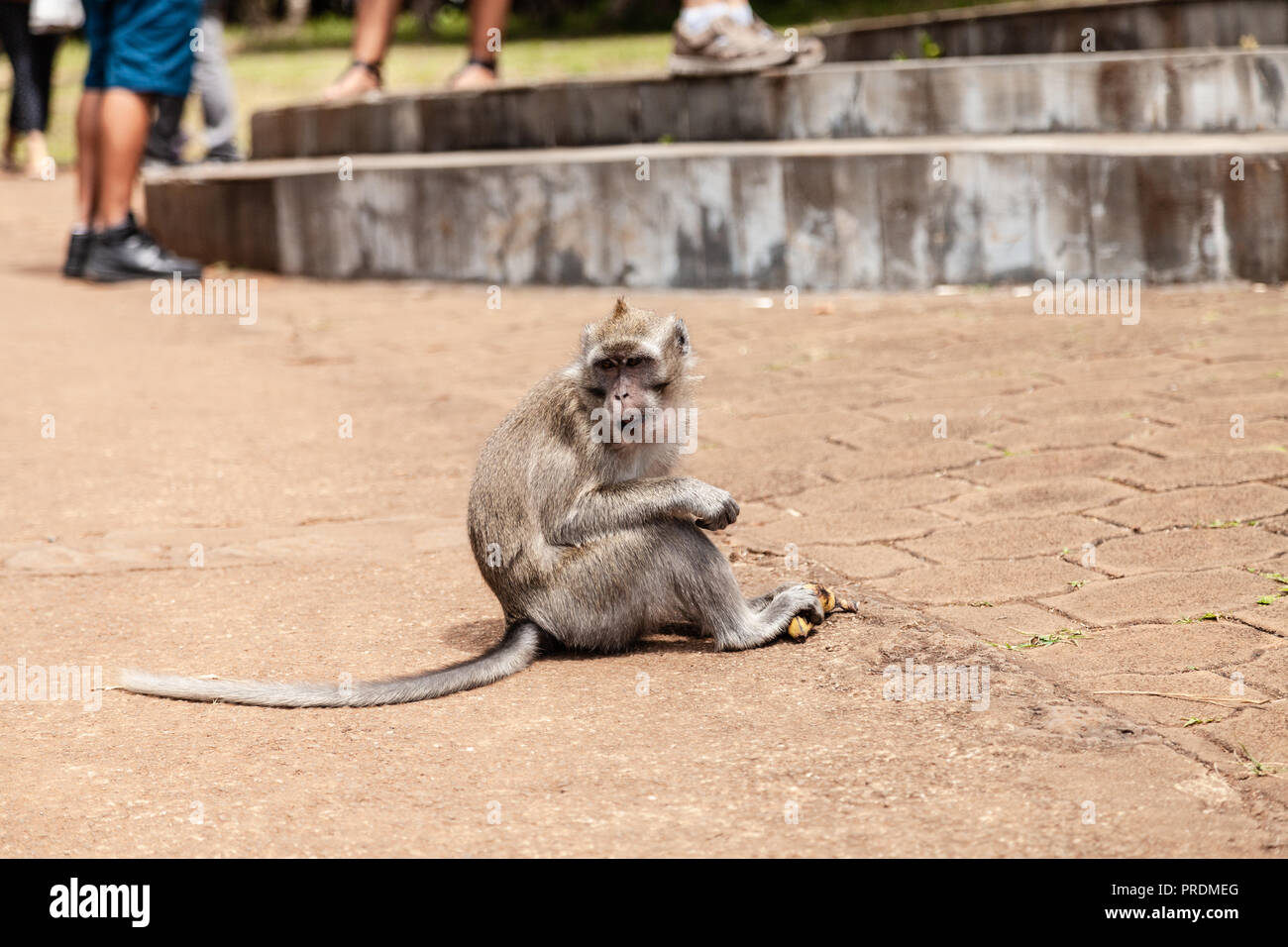Macaque Monkeys at the Black River Gorges viewing point, Mauritius Stock Photo