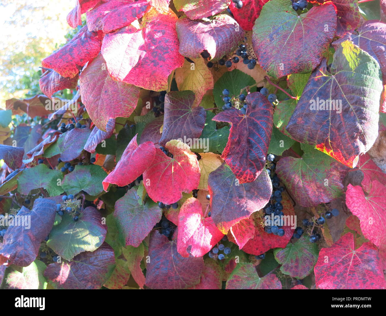 Veined Leaves Stock Photos Veined Leaves Stock Images Alamy