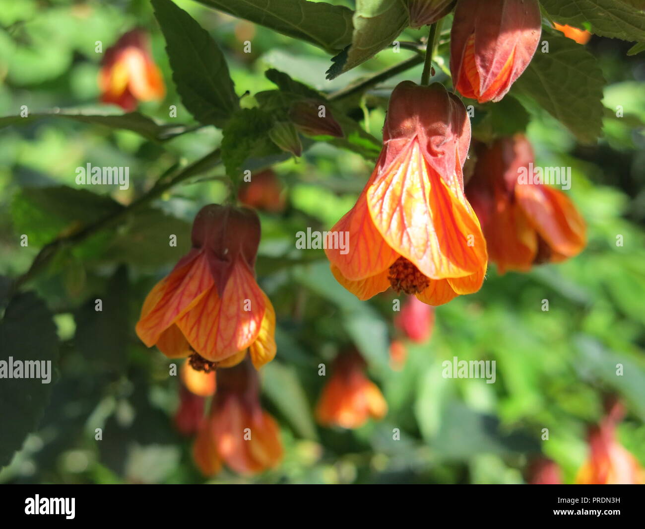 Bell shaped orange flowers hi-res stock photography and images - Alamy