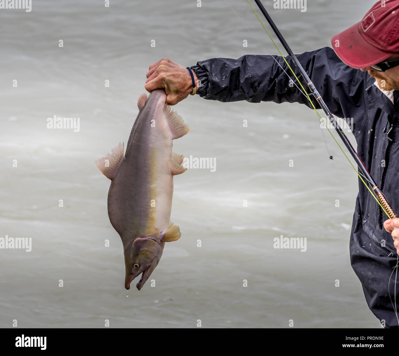 Talkeetna Alaska, USA - Aug 12, 2018. Fishman caught a pink salmon in Alaska's Talkeetna River Stock Photo