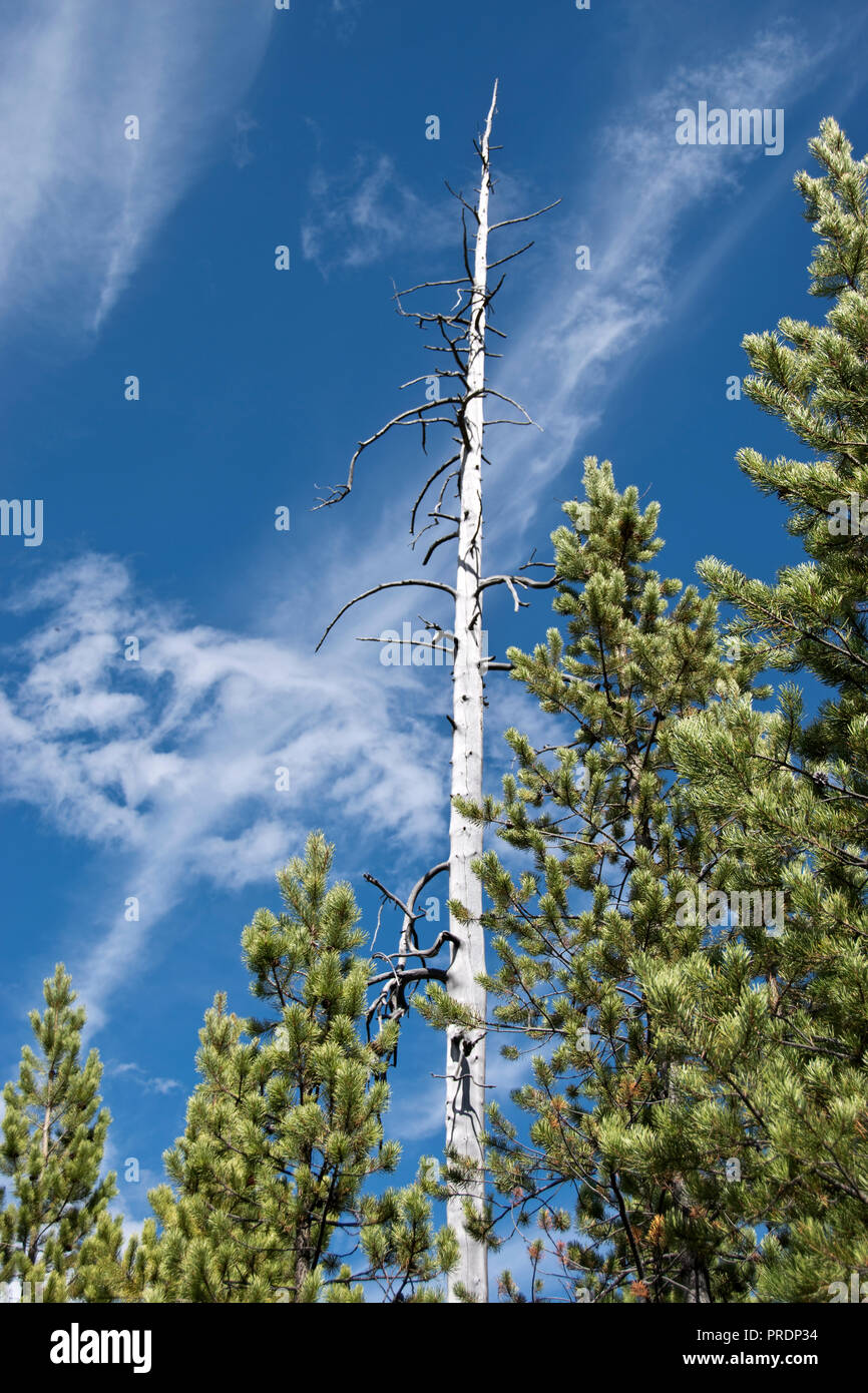 New trees grow among trees burned in a forest fire along the Artist's ...