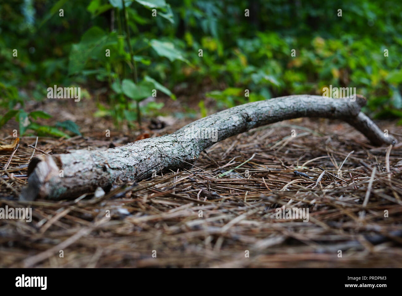 A dry twig lies on Natural spruce forest ground with some leaves and needles. A young tree grows behind a branch. The earth is covered with ivy. Spruc Stock Photo