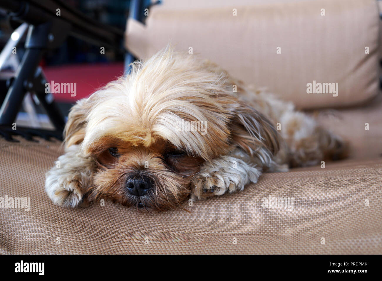 Boring Shih-Tzu dog close-up looking thoughtfully into the distance. A  cross between a shih tzu and a Yorkshire terrier Stock Photo - Alamy