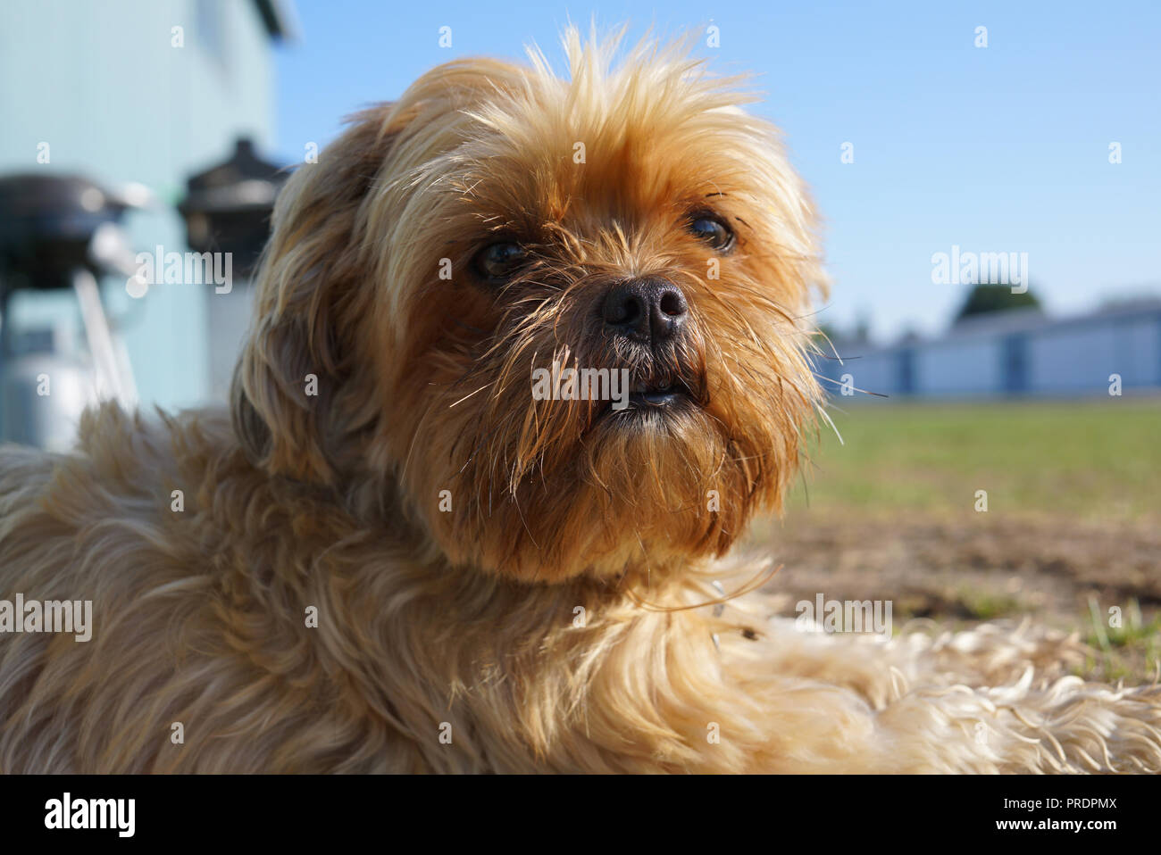 Yorkshire terrier lying next to the building wall looking directly at  camera on the same level as it. a cross between a shih-tzu and a Yorkshire  terri Stock Photo - Alamy