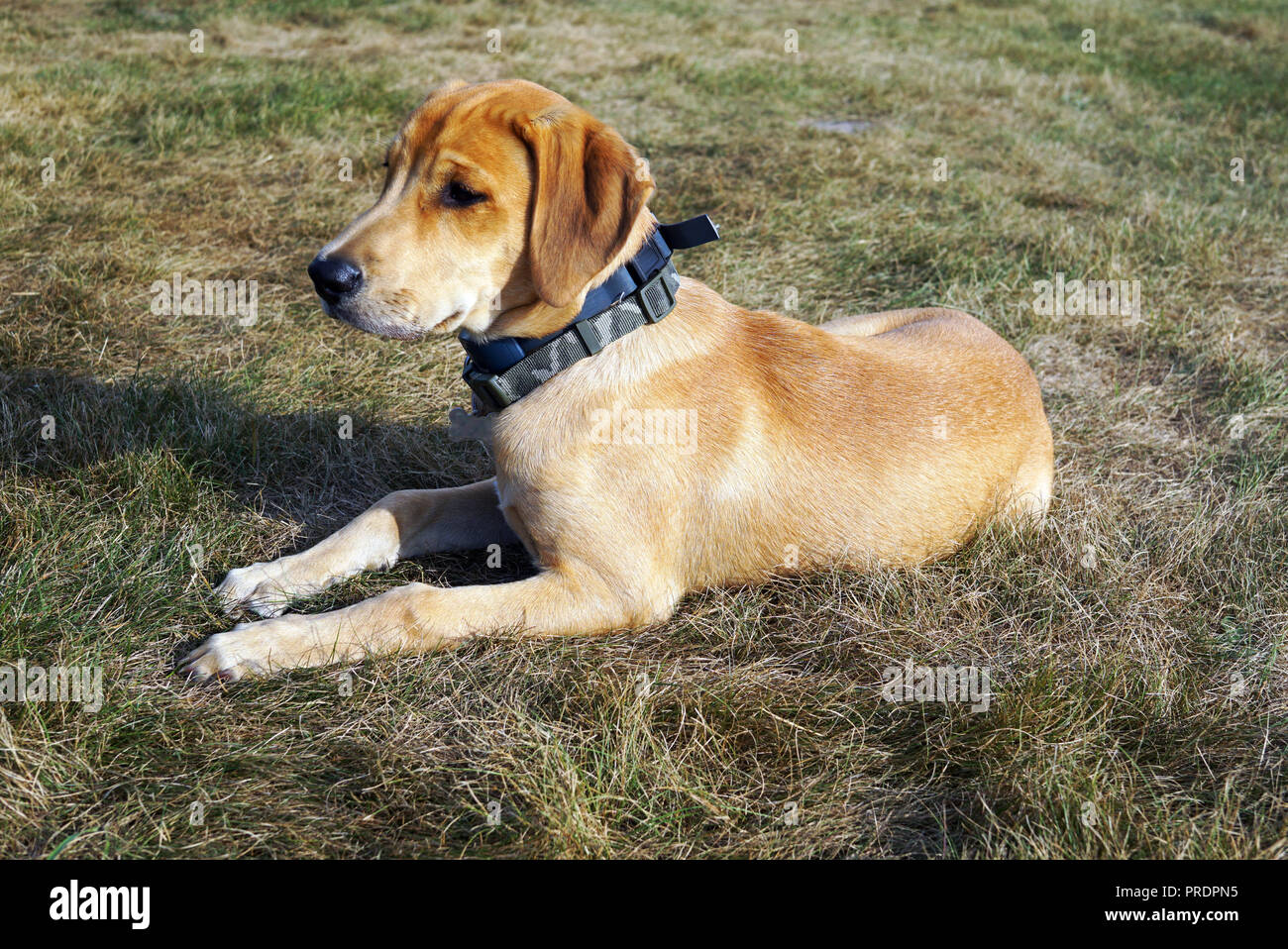 Yellow Black Mouth Cur dog Lies on the Grass of the Countryside. Photo of a brooding puppy. Stock Photo