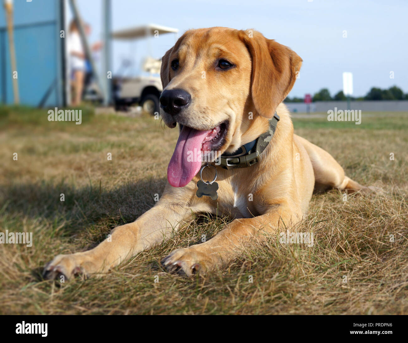 Yellow Black Mouth Cur puppy dog Lies on the Grass of the Countryside with his tongue hanging out Stock Photo