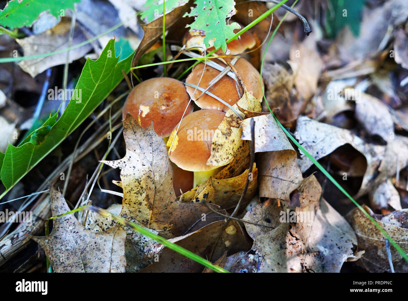 A group of young Mushrooms with a brown hat made their way from under the dry foliage in the forest. Wild Fungi are surrounded by large old and green  Stock Photo