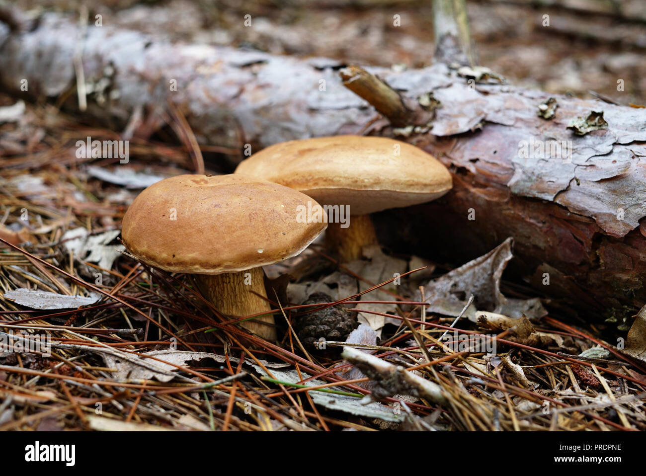 Two mushrooms with a brown hat grew next to the fallen log. Mushrooms are in the forest surrounded by foliage and spruce needles. Name of mushroom Lex Stock Photo