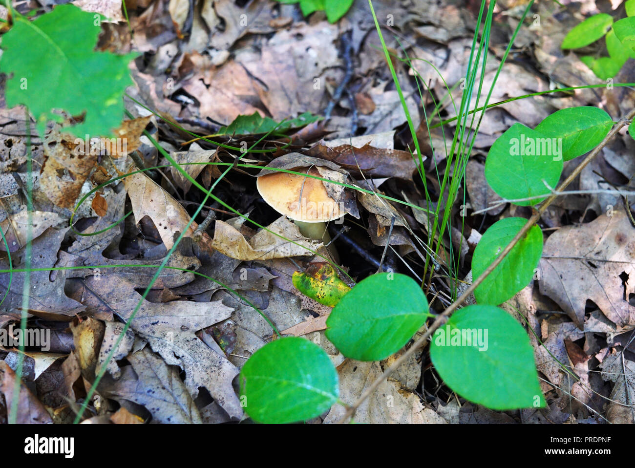 The mushroom with a brown hat is seen from under the autumn foliage in the forest. Young Fungus is hidden under the cover of leaves. In the foreground Stock Photo