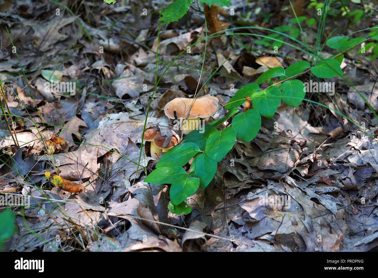 A group of Mushrooms with a brown cap made their way from under the dry foliage in the forest. Fungi are surrounded by large autumn leaves. In the for Stock Photo