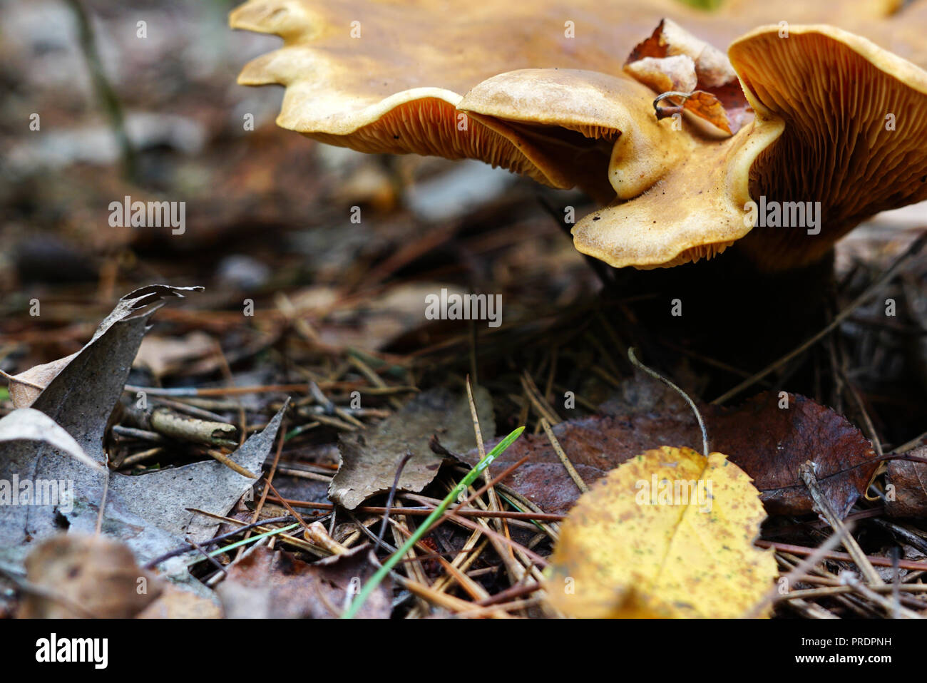 The cap of the Large undulating mushroom is yellow. The fungus grows in the forest surrounded by foliage and spruce needles. Name of mushroom oyster m Stock Photo