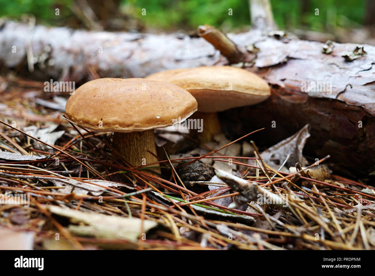 Two mushrooms with a brown hat grew next to the fallen log. Mushrooms are in the forest surrounded by foliage and spruce needles. Name of mushroom Lex Stock Photo