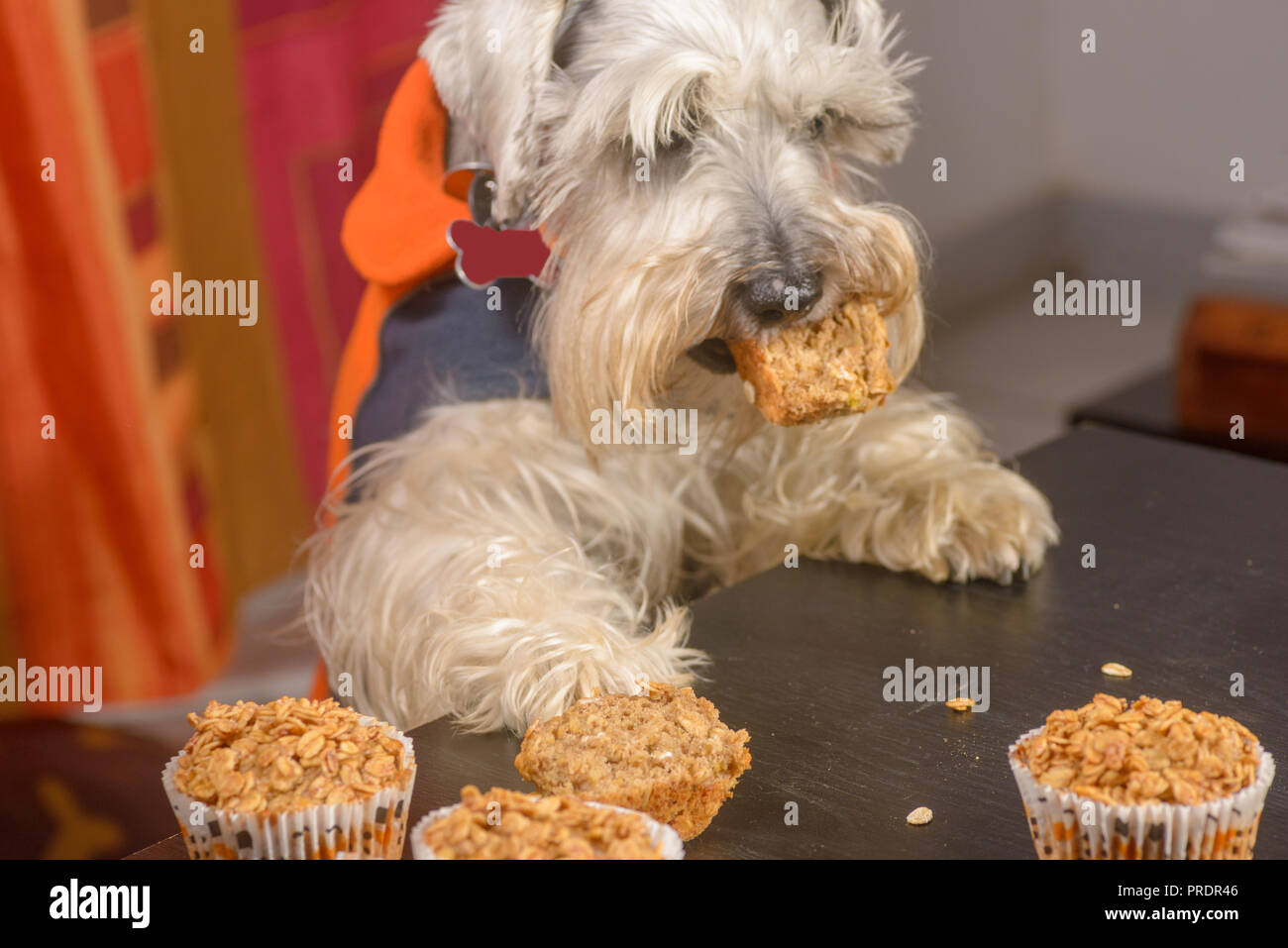Schnauzer dog craving a muffin Stock Photo Alamy