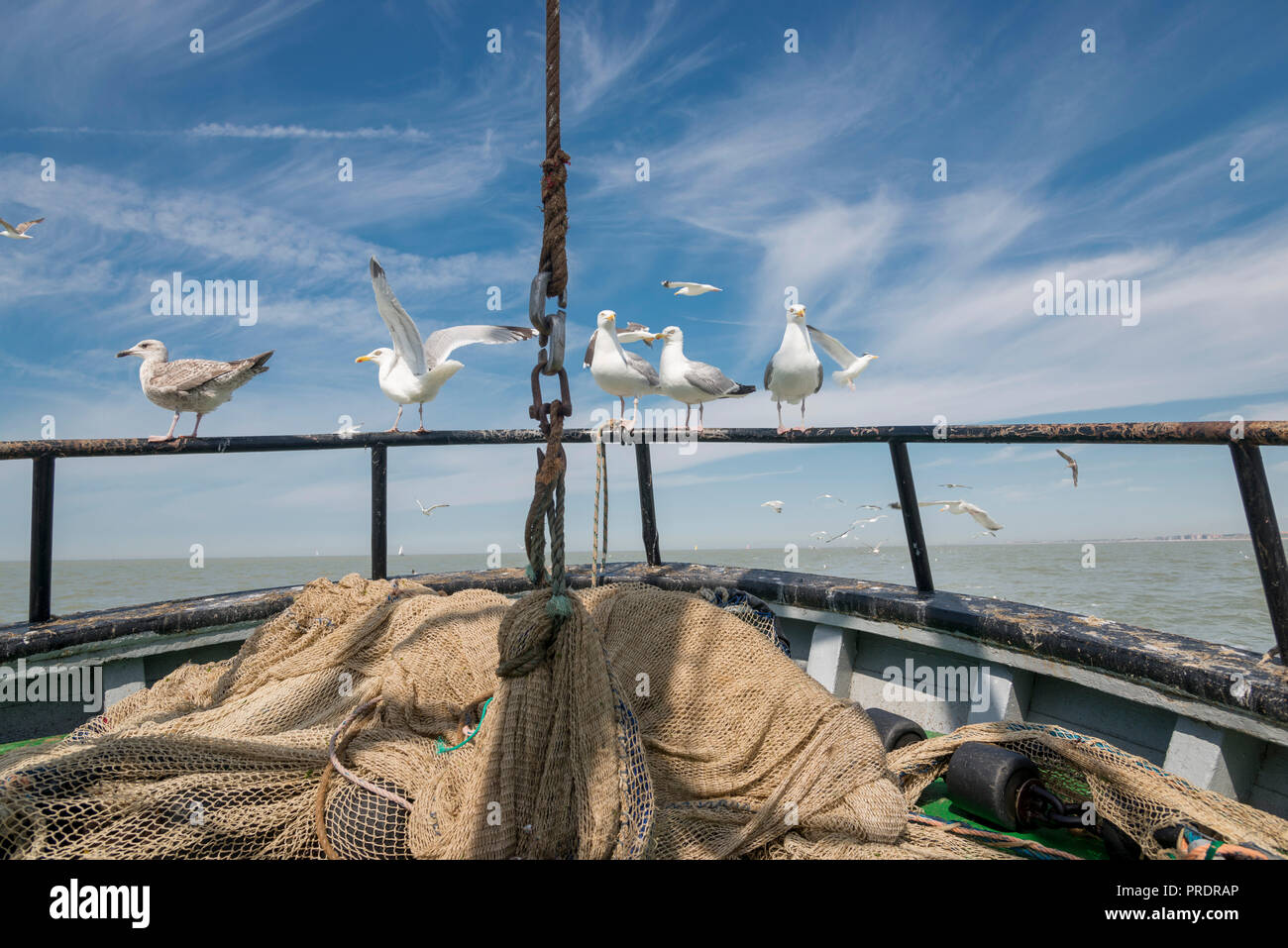 Seagulls following a shrimp trawler on the North Sea Stock Photo