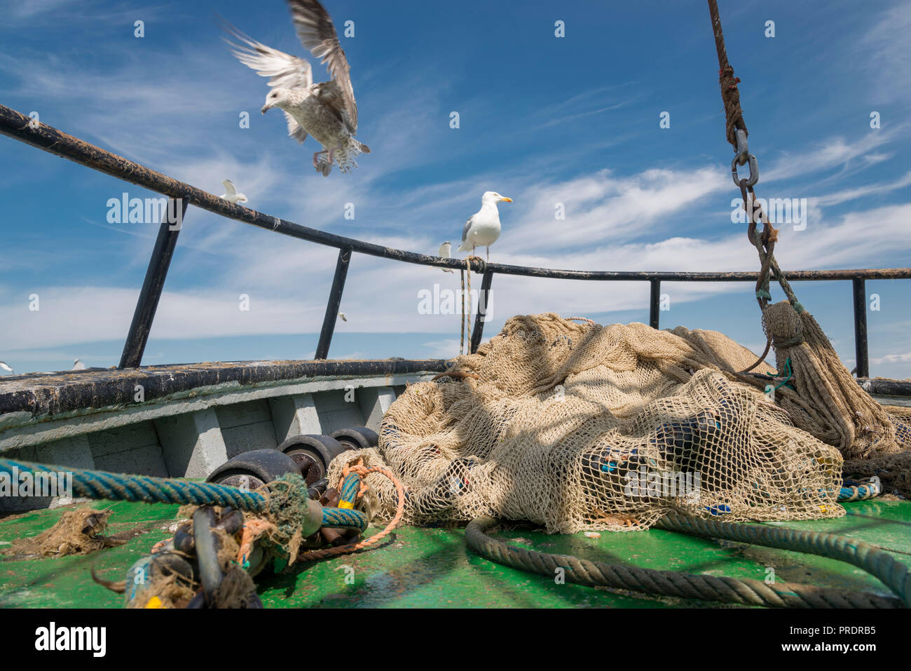 Seagulls following a shrimp trawler on the North Sea Stock Photo