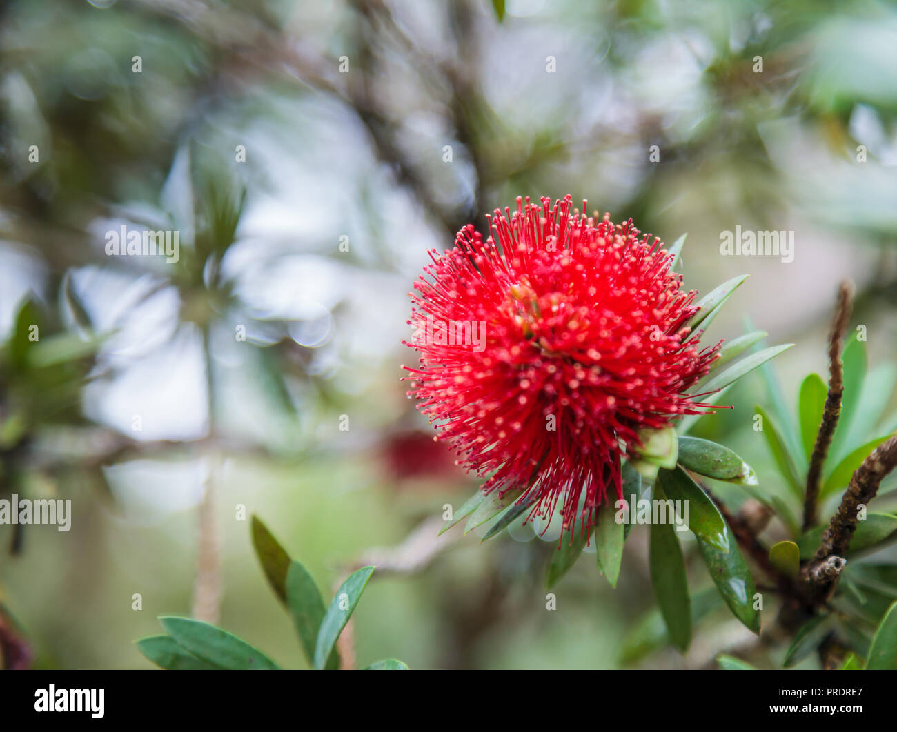 Mimosa Pudica (sensitive plant, sleepy plant, shameplant, shy plant