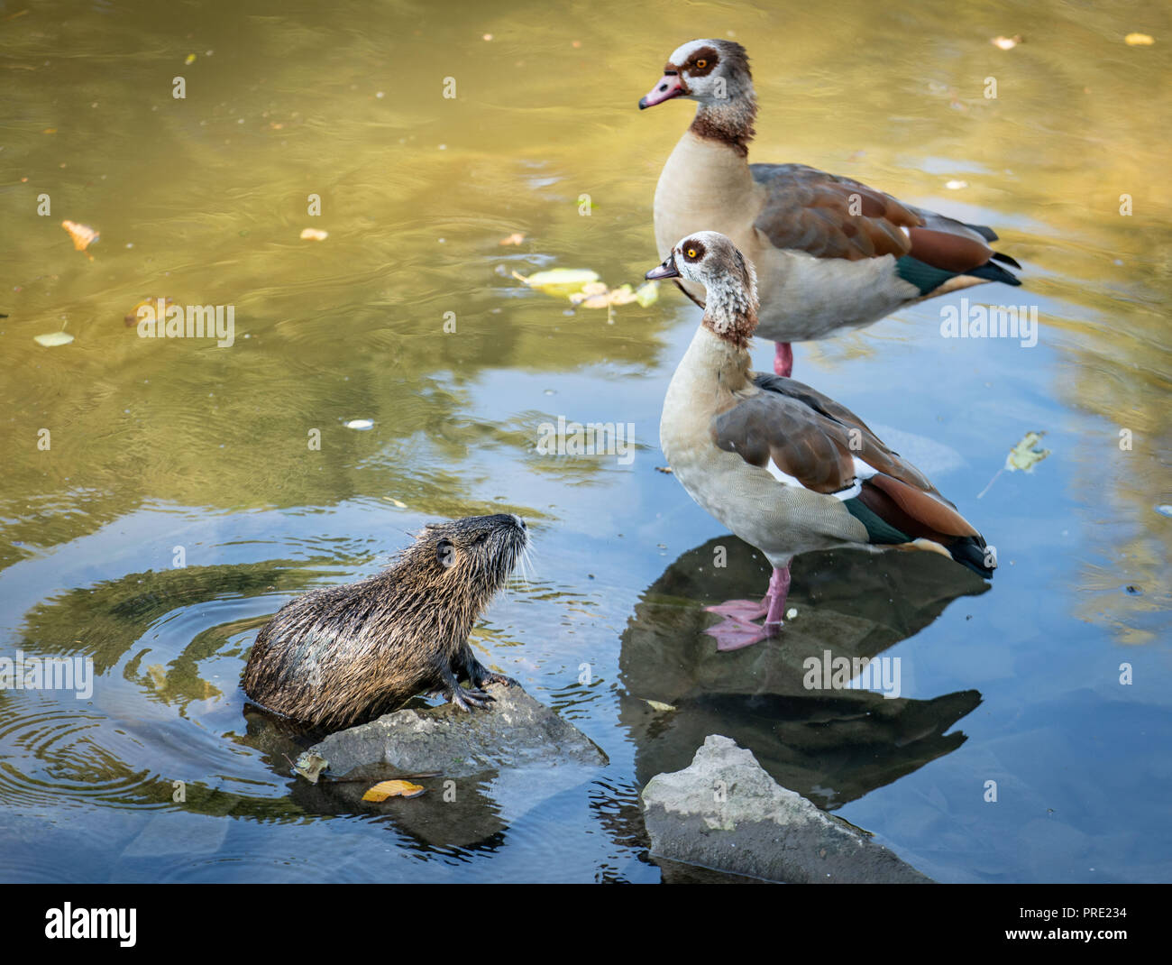 01 October 2018, Hessen, Frankfurt/Main: 01 October 2018, Germany, Frankfurt am Main: A Nutria (l.u.) rises out of the water in the small river Nidda next to two Nile geese. Nutrias and Nile geese are on the EU list of invasive alien species in Germany. Invasive' animals are those 'which threaten European biodiversity by displacing native species'. Photo: Frank Rumpenhorst/dpa Stock Photo