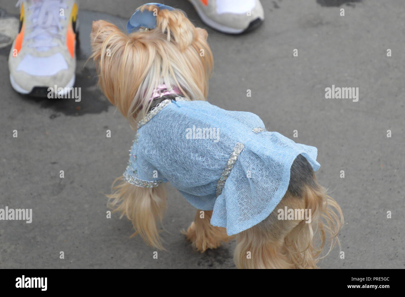 Chanel dog hi-res stock photography and images - Alamy