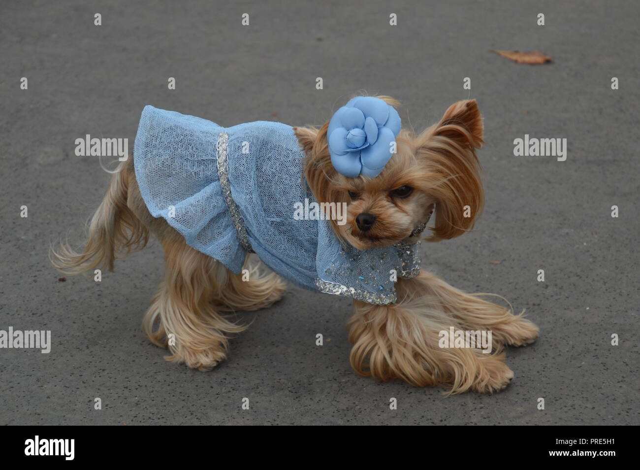 The Chanel-Inspired – Canine Couture Collection