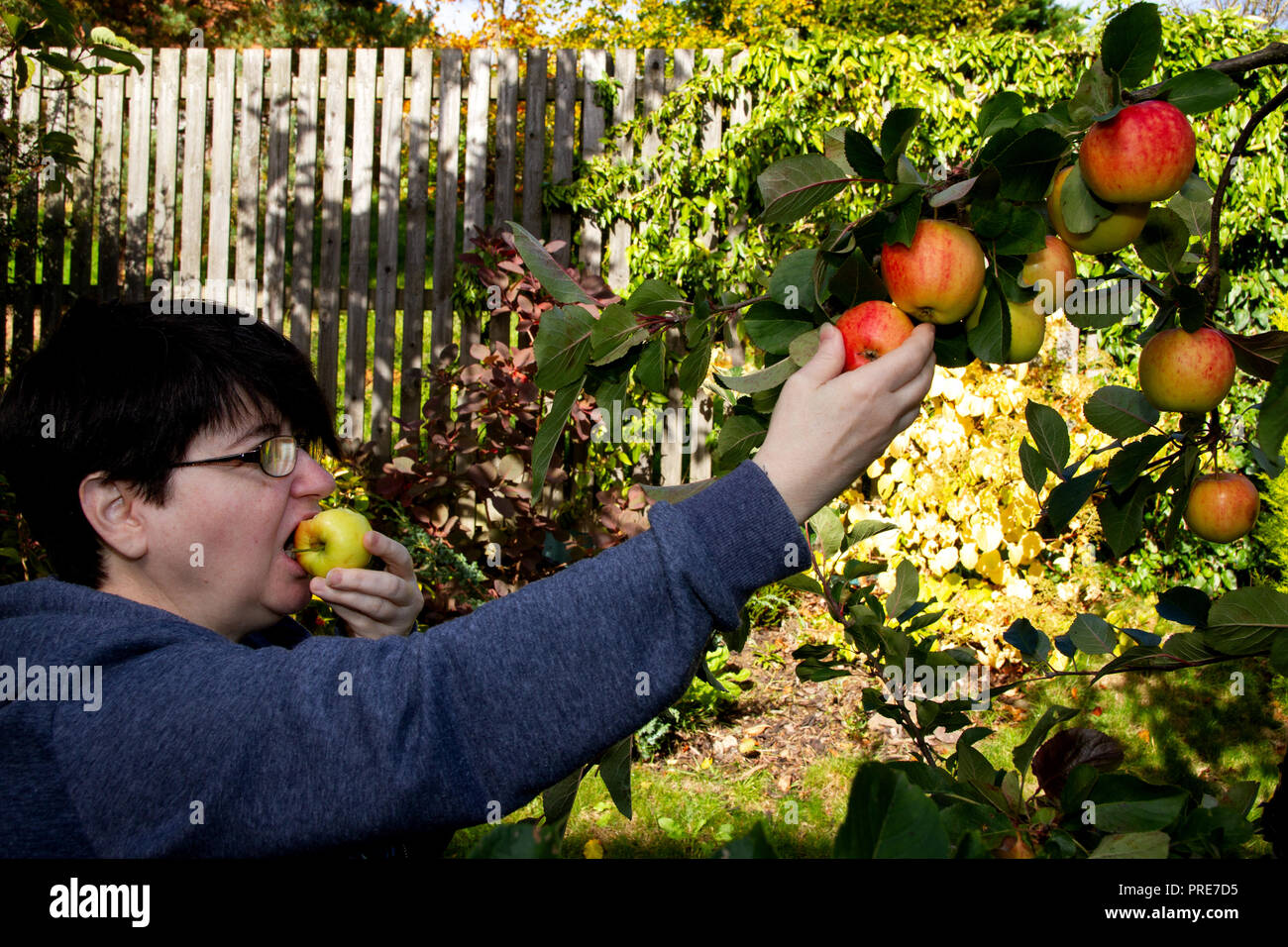 Dundee, Tayside, Scotland, UK. 2nd October, 2018. UK weather: The warm weather continues into  October with temperatures reaching 14º Celsius. A woman is harvesting organic home grown James Grieves apples inside her garden in Dundee Scotland. Credit: Dundee Photographics / Alamy Live News Stock Photo
