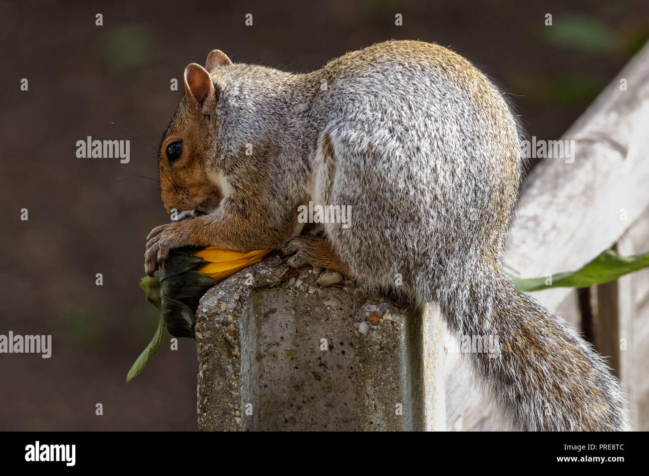 Squirrel eating sunflower in the garden Stock Photo Alamy