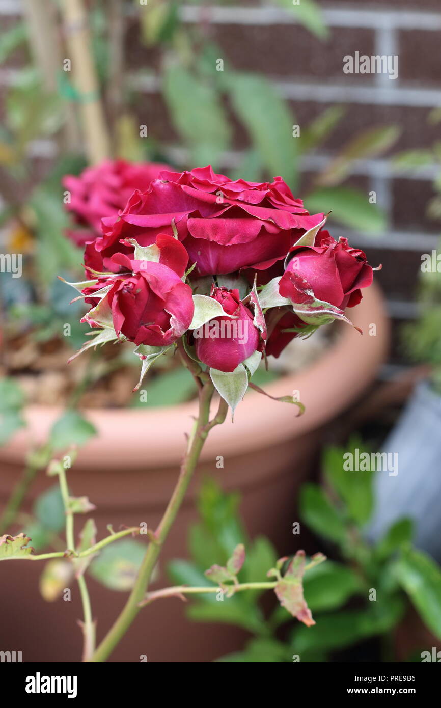 Close up of Red Roses in full bloom Stock Photo