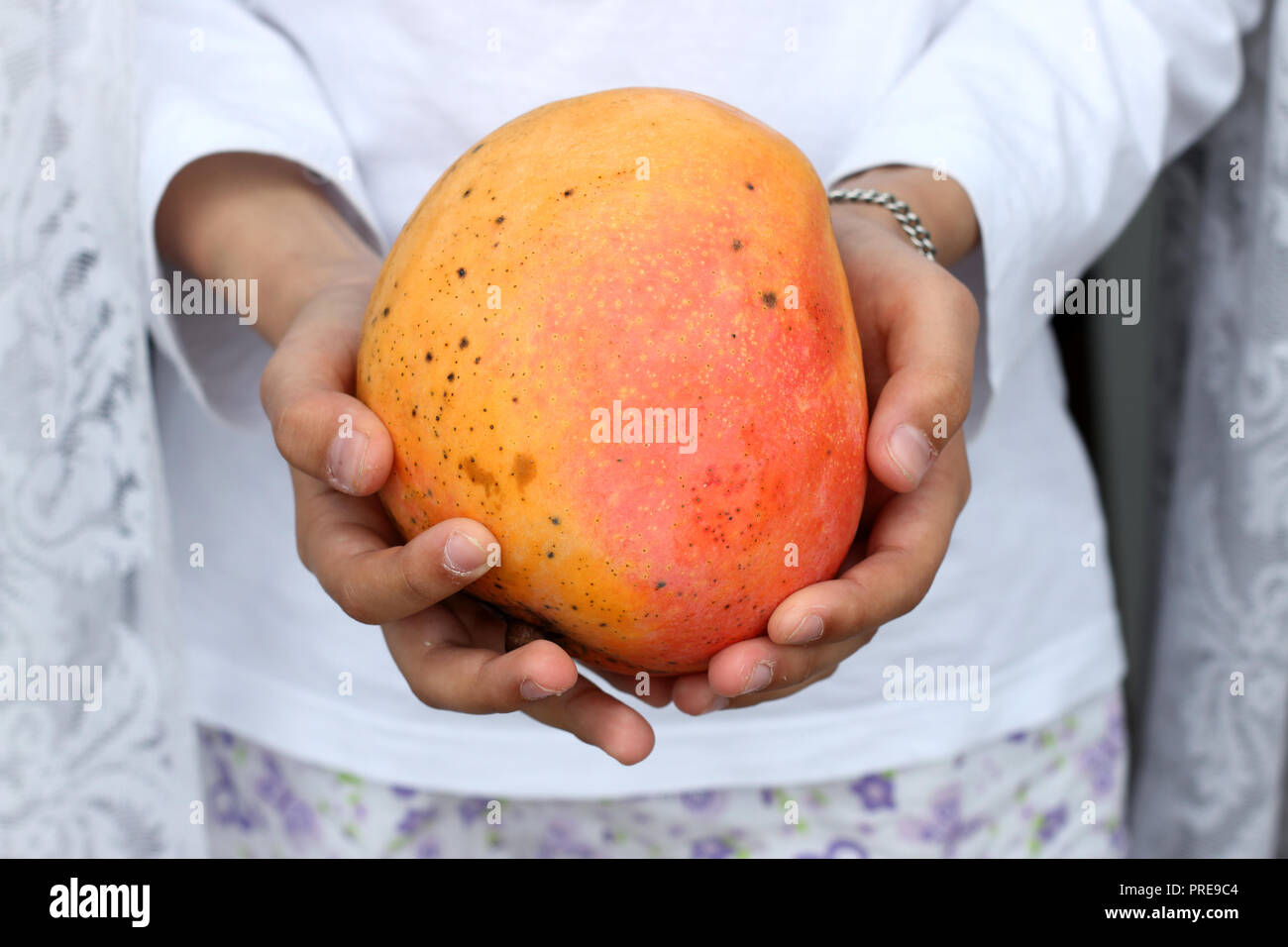 Large Ripe Round Mango Whole mango hi-res stock photography and images - Alamy