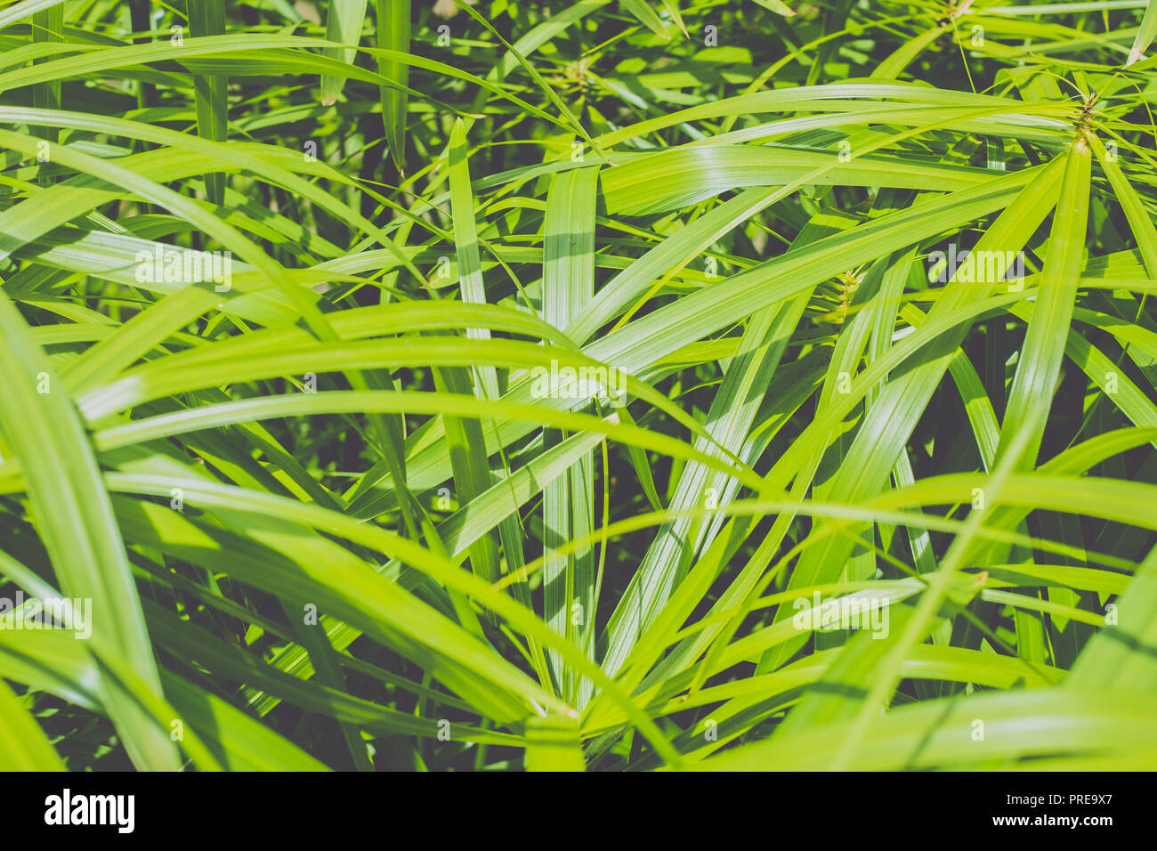 umbrella papyrus ( Cyperus alternifolius) plant leaves closeup Stock Photo