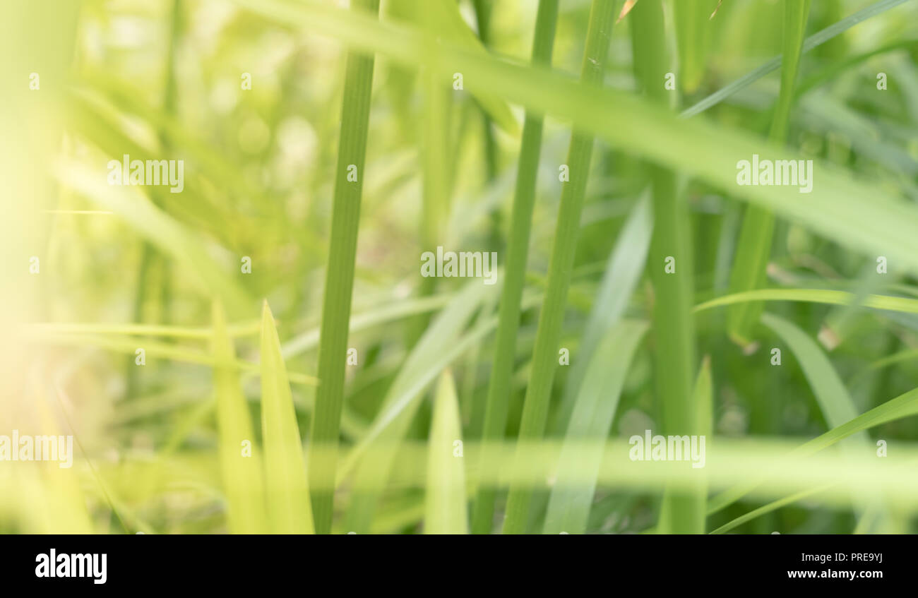 grass, plant leaves and sunlight  - abstract nature background Stock Photo