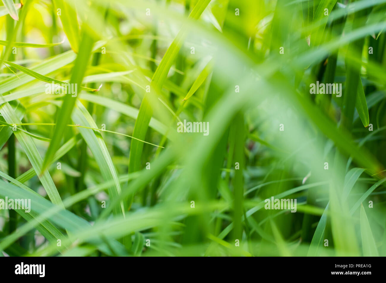 sunlight in plant leaves - garden concept background Stock Photo
