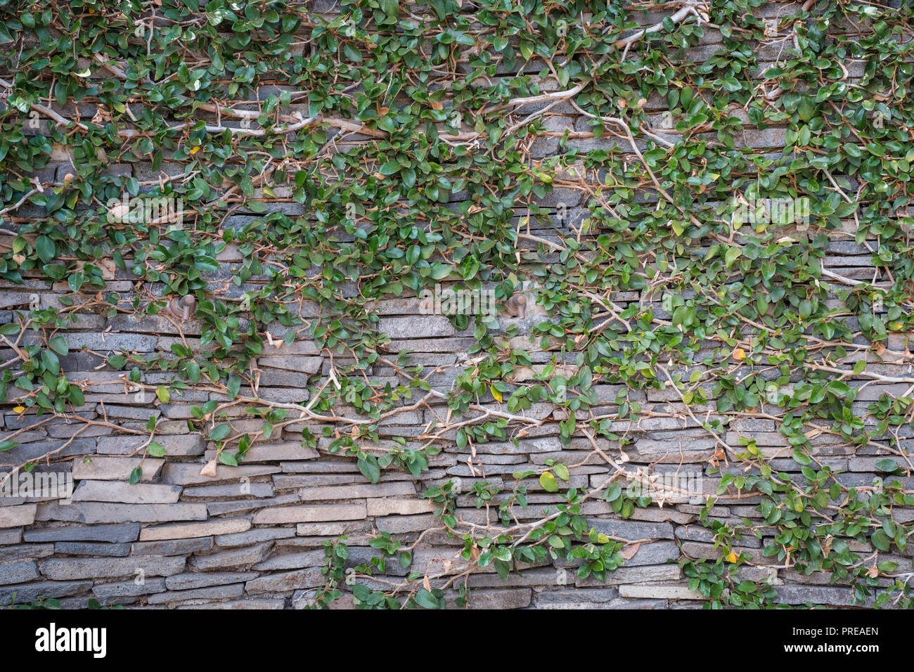 natural stone wall overgrown -  garden background  - Stock Photo