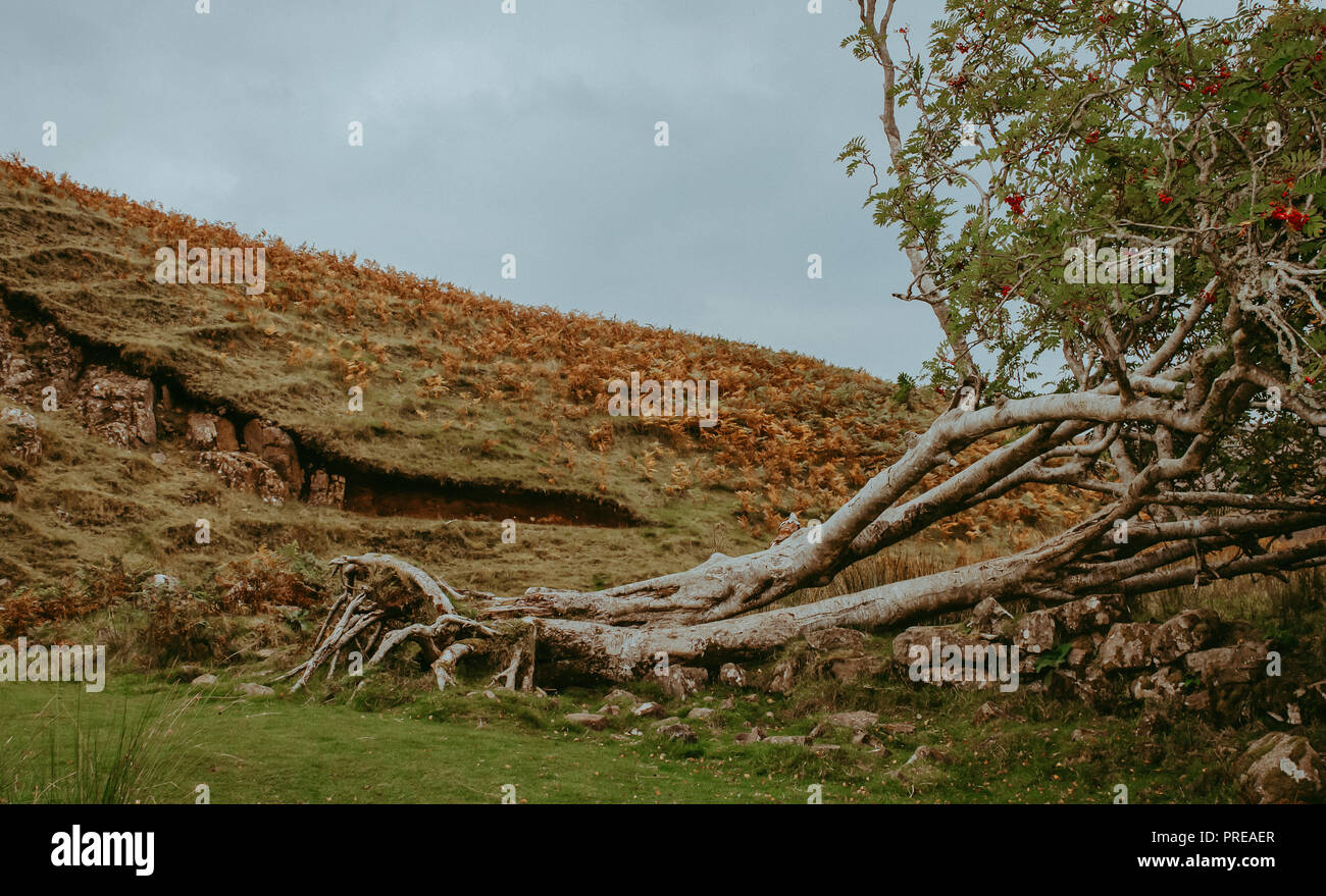 Photo of fallen tree at Fairy Glen on the Isle of Skye, Scotland. Stock Photo