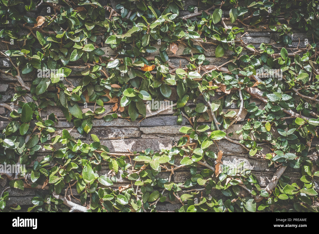 natural stone wall overgrown  with plants - garden background Stock Photo